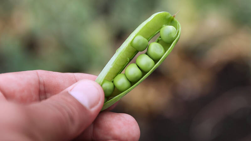 19 мая &mdash; Иов Горошник: история и традиции народного праздника