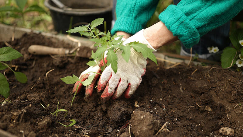 Кардиолог перечислил методы профилактики &laquo;дачного&raquo; инфаркта