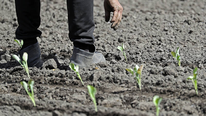 18 мая &mdash; Арина Капустница (Рассадница): время высаживать рассаду капусты