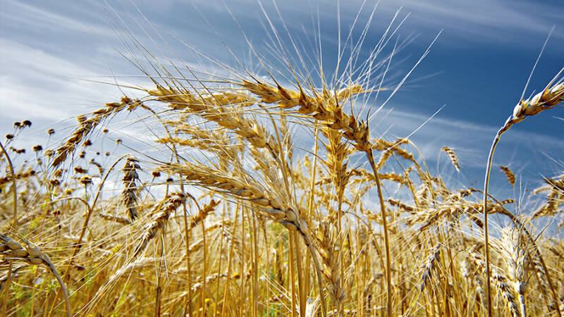 21 мая &mdash; Иван Долгий: история и традиции народного праздника