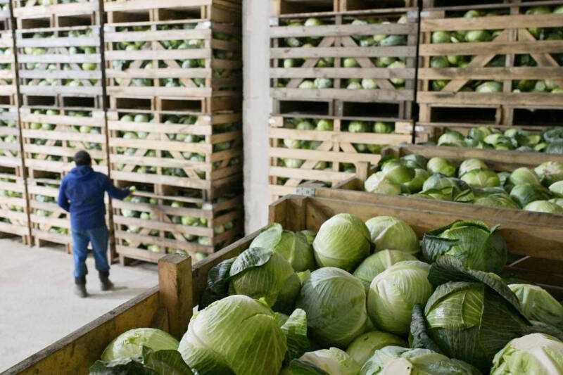 По кочану: вирус &laquo;Мурка&raquo; защитит капусту от опасной инфекции