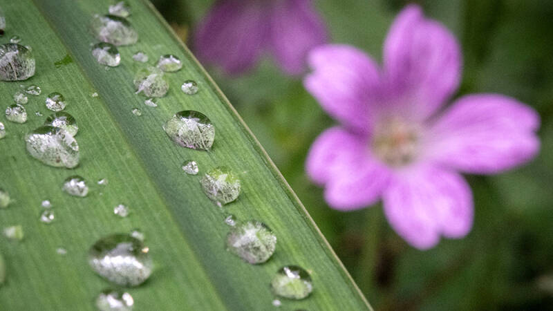 7 июня &mdash; Иван&ndash;Медвяные росы: история и традиции народного праздника