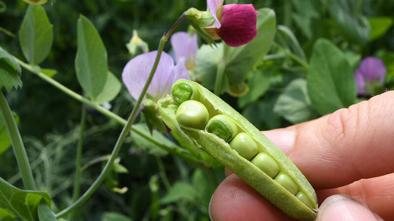 13 июня &mdash; Еремей-бобовник: традиции и приметы народного праздника