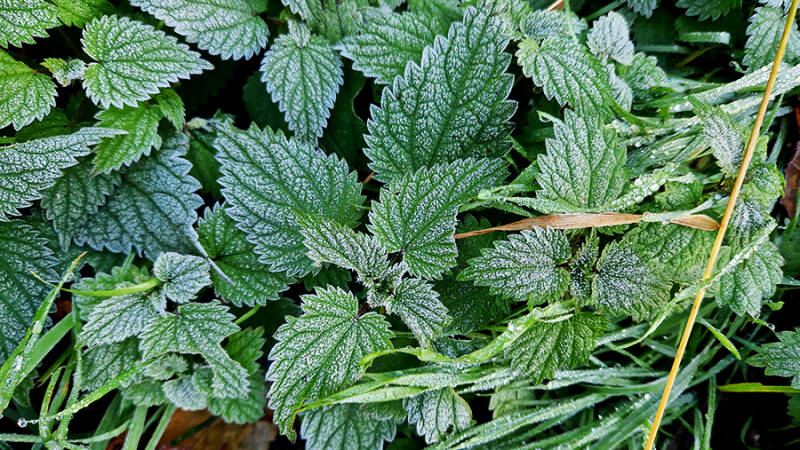 11 июля &mdash; Крапивное заговенье: последний день для сбора крапивы