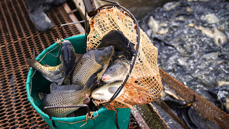 Врач указала на риски употребления речной рыбы