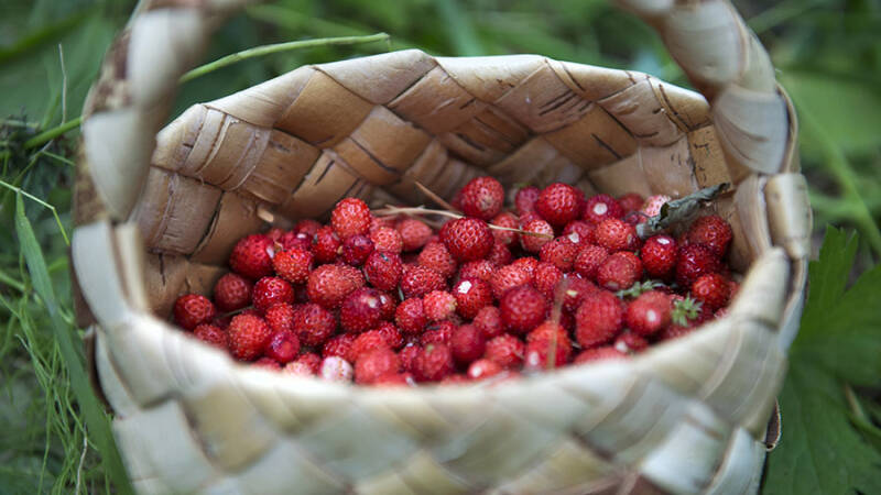 9 июля &mdash;&nbsp;Давид Земляничник:&nbsp;время собирать первый урожай земляники