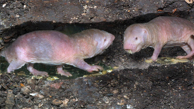 В сумме технологий: тайна эволюции голого землекопа и &laquo;летающий&raquo; поезд