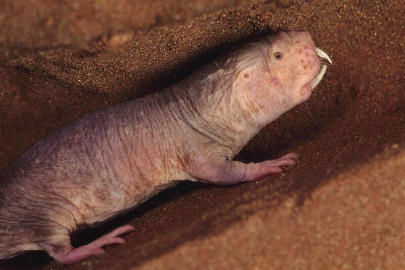 В сумме технологий: тайна эволюции голого землекопа и &laquo;летающий&raquo; поезд