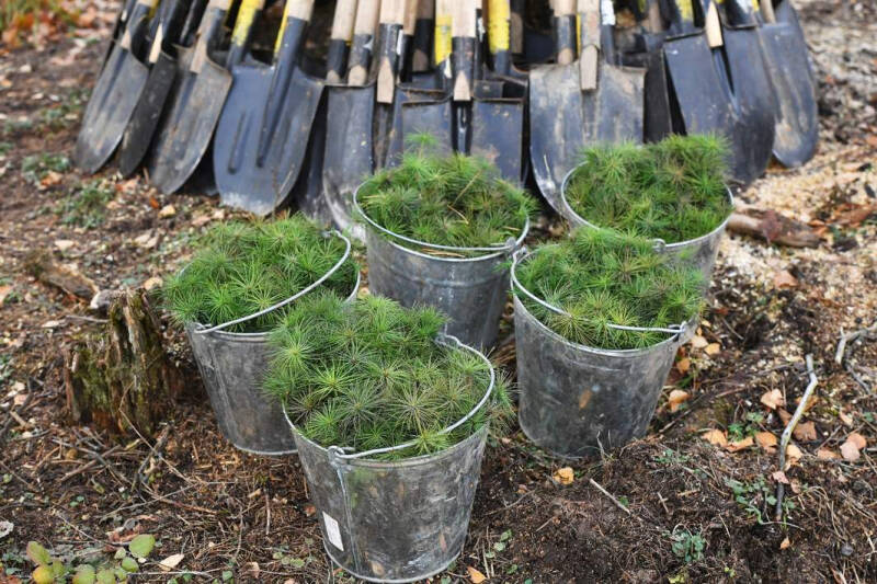 Стволы заряжают на плюс: как восстанавливают российские леса